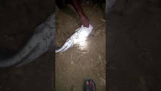 palakkad Fishing night 4kg