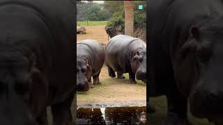 Power Of Hippo 😨