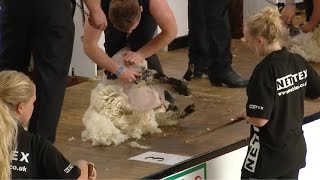 Cneifio Canolradd - rhagbrofion | Intermediate Shearing - prelims