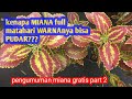 5 JENIS MIANA GAK SUKA PANAS || PENGUMUMAN MIANA GRATIS PART 2