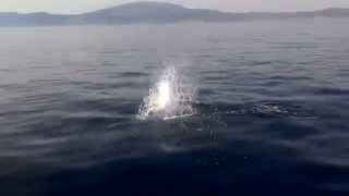 Sailing with Dolphins @ Teos Sigacik