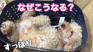 カゴにジャストフィットで寝る犬 トイプードル /マルプー