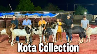 Kota Collection of Sanjari Goat Farm, Padgha