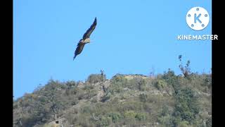 vulture in uttarakhand 2022 उत्तराखंड मे गिद्धों की जानकारी 2022