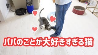 パパのことが大好きすぎて甘える猫と遊ぶ - Cats love daddy -