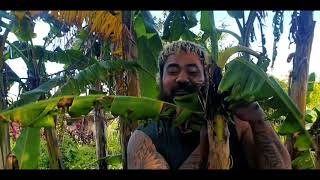 LauLau Siva - Junior Vailua