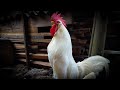 White Leghorn rooster crowing in the morning - Rooster Sound