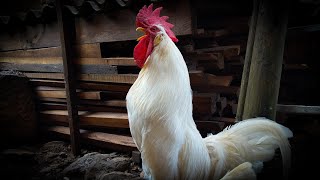 White Leghorn rooster crowing in the morning - Rooster Sound