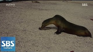 죽은 새끼 곁을 떠나지 못하는 어미 @SBS 스페셜 141026