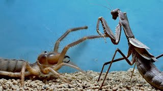 Camel Spider VS Praying Mantis - BRUTAL ATTACKS !