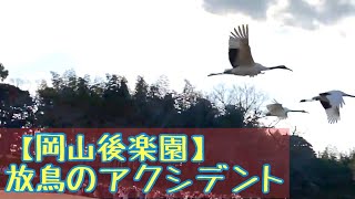 【岡山後楽園】2020年1月3日 ラストの放鳥のアクシデント。