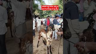 28000₹ పెద్ద పోతు ఎక్కువ ధర కదిరి సంత లో #kadiri #goat #trending #animals #viral