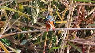 カワセミ調布地区お父さん 2024 12 28 #カワセミ #野鳥 #birds #wildlife #nature #自然観察ぶらり散歩