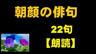 朝顔の俳句　22句　【朗読】