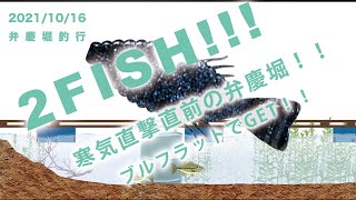 [ 弁慶堀 ]ターンオーバーの秋、初のブルフラットFISH!!!!　桟橋でのHIT!!!今回も水中イメージアニメーション作りました。