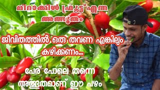 Miracle Fruit | അത്ഭുത പഴം | KOOKU Vlogz