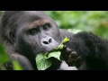 Jungledyret Hugo - Watarama