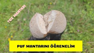 Puf Mantarından Bahsettik. Toz mantarı,Lycoperdon Perlatum,Pufball,Puf topu, Osuruk mantarı