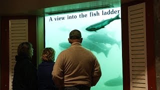 Record Number of Fall Chinook Pass Through Bonneville Dam