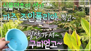 파주 조인폴리아 방문기 / 식물덕후의 천국 / Joinfolia Plant farm / 구피분양