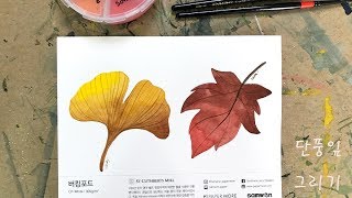 autumn colors,  maple leaf watercolor illustration 가을색감의 단풍잎 일러스트 수채화