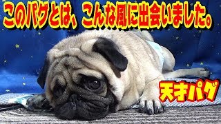 このパグとは、こんな風に出会いました。うちのパグ『おまめ日記』《ブサかわパグ動画》