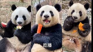 小馨吃播🍎🥕🎃 Sounds Crunchy, Cute Panda Xiao Xin Eating Show ~ Bon Appetit | Adorable Panda