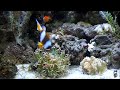 馬達加斯加小丑（yellowmargin anemonefish） 人工金線小丑 人工咖啡小丑與紅肚海葵（corkscrew tentacle sea anemone）