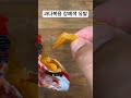 우리가 몰랐던 곤약을 많이 먹으면 안되는 이유 shorts 장폐색 곤약다이어트주의사항