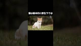 98%の人が絶対に知らない猫に関する雑学・豆知識Part95