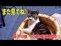 猫耳祭り☆甘えん坊な猫の耳で遊ぶ☆リキちゃん大変身！？子ヤギ？犬？おにぎり？【リキちゃんねる　猫動画】cat videos キジトラ猫との暮らし