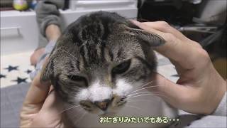 猫耳祭り☆甘えん坊な猫の耳で遊ぶ☆リキちゃん大変身！？子ヤギ？犬？おにぎり？【リキちゃんねる　猫動画】Cat videos キジトラ猫との暮らし