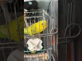 今日の手クシーとピチャ活2024.01.28 マメルリハ 毛引き症 セキセイインコ しゃくれインコ 手クシー ピチャ活