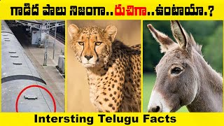 గాడిదలతో కోట్లలో వ్యాపారం Health Benefits Of Donkey Milk #telugu