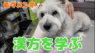 ミニチュアシュナウザー　モク物語🐶 　　第181話　モクメンテ🐶漢方を学ぶ🐶