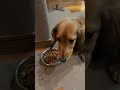 ゆっくり食べる犬vs高速で食べる犬 いぬのいる生活 可愛い 癒し ミニチュアダックスフンド 愛犬 犬 dachshund