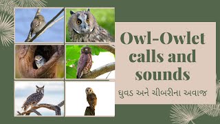 owl and owlet calls and sounds | उल्लू की आवाज़ | ઘુવડ અને ચીબરીના અવાજ