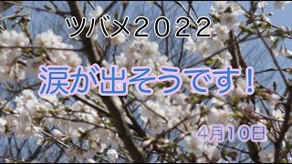 ツバメ２０２２　涙が出そうです。４月１０日