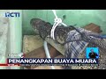 Kerap Muncul di Aliran Sungai, Seekor Buaya Muara Seberat 100kg Ditangkap Warga - SIS 06/01