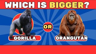 Can You Guess Which is Bigger? Fun Quiz Time!