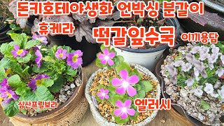 돈키호테야생화 언박싱 #휴케라 #벌레잡이제비꽃{엘러시} #떡갈잎수국