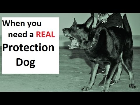 HOW to Train a Real Protection Dog (K9-1.com) HOW to Train a Real Protection Dog (K9-1.com)
