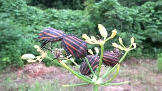 【ASMR】Mating of Graphosoma rubrolineatum