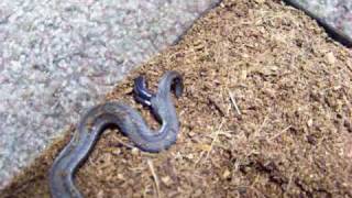 Red Bellied snake giving birth.