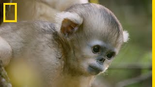 Un bébé singe explore sa forêt natale