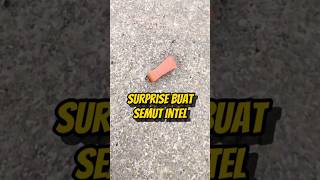 NGASIH SUPRISE BUAT SEMUT INTEL #eksperimen #kolonisemut #semuthitam #semutkecil #hewanlucu