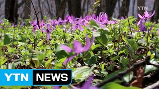 수수한 아름다움...한국 야생화 비경을 만나다 / YTN (Yes! Top News)