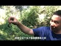 妹子穿高跟鞋上山采蘑菇，意外发现虫草，一不小心从山上摔下来了