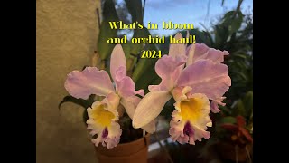 What's in bloom/Orchid Haul 2024