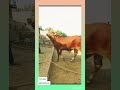 mashaallah beautiful sahiwal cross bachriya alhamdulilah khubsurat calf for 2024 season viral